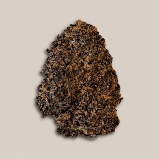 Purple Saphir - Premium - Salvia la pépite verte