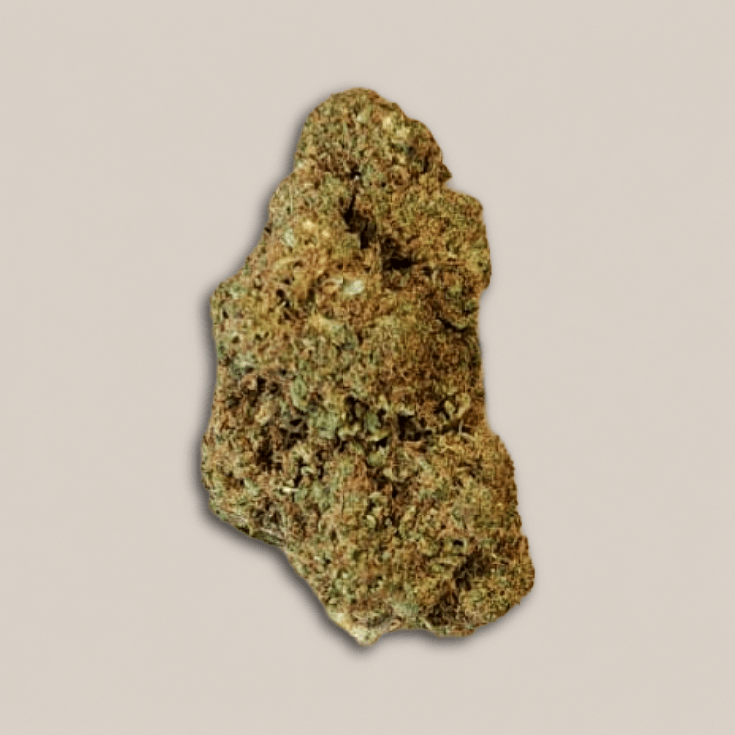 Rockstar - Premium - Salvia la pépite verte