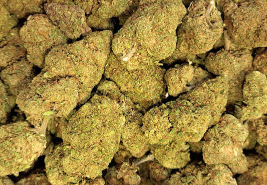 Rockstar - Premium - Salvia la pépite verte