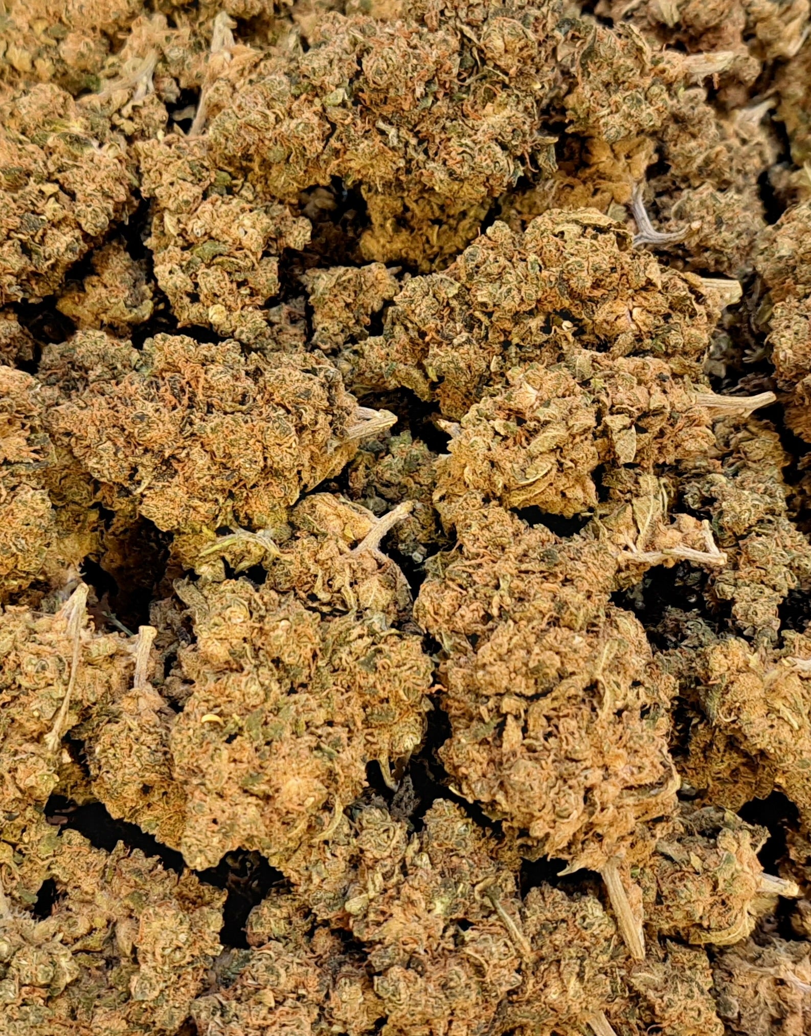 Royal Haze - Premium - Salvia la pépite verte