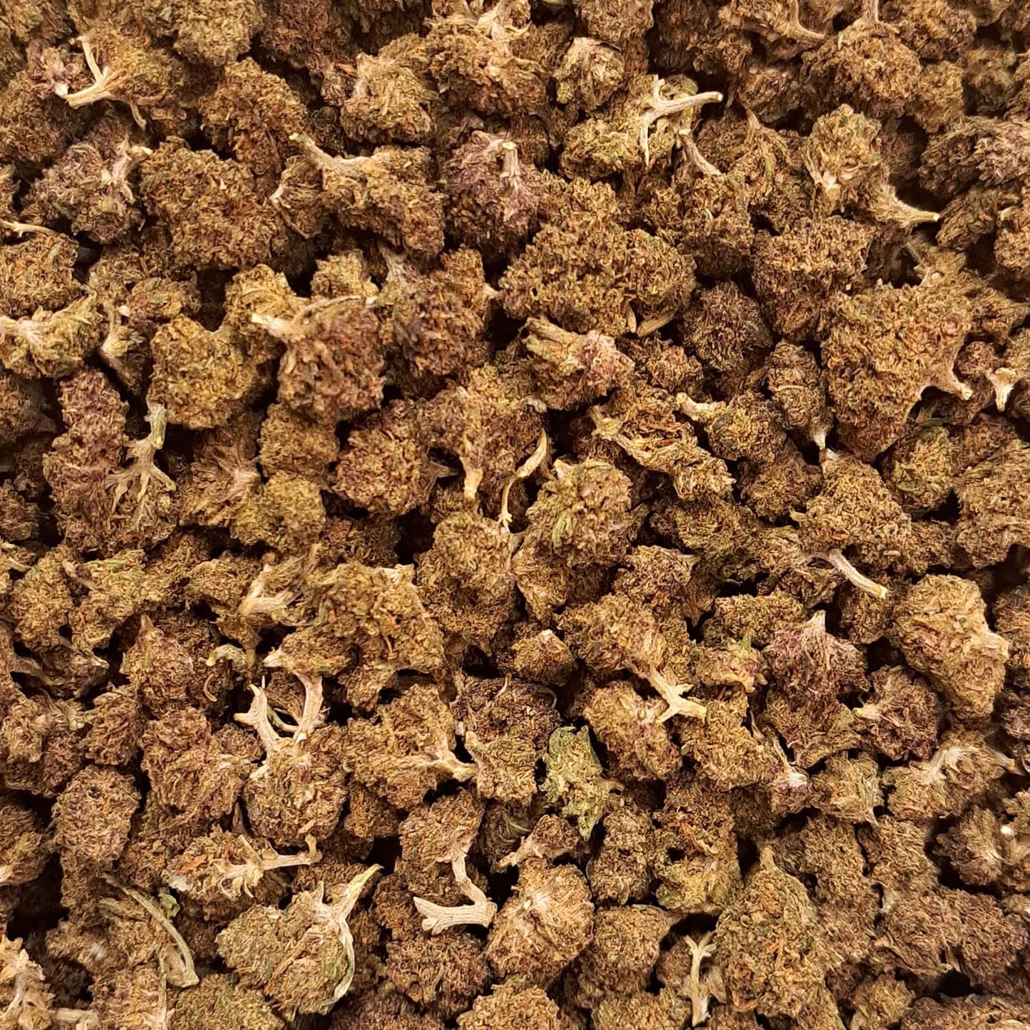 Legendary Platinium - Small buds - Salvia la pépite verte