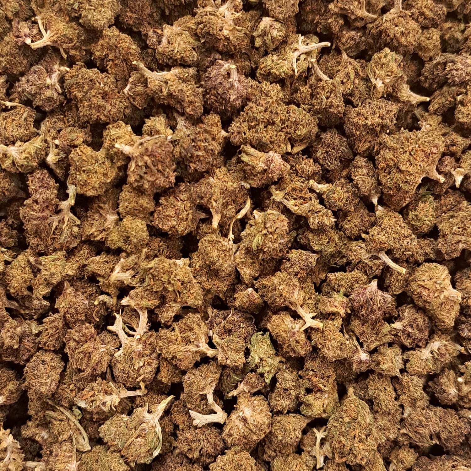 Legendary Platinium - Small buds - Salvia la pépite verte