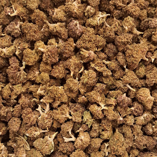 Legendary Platinium - Small buds - Salvia la pépite verte