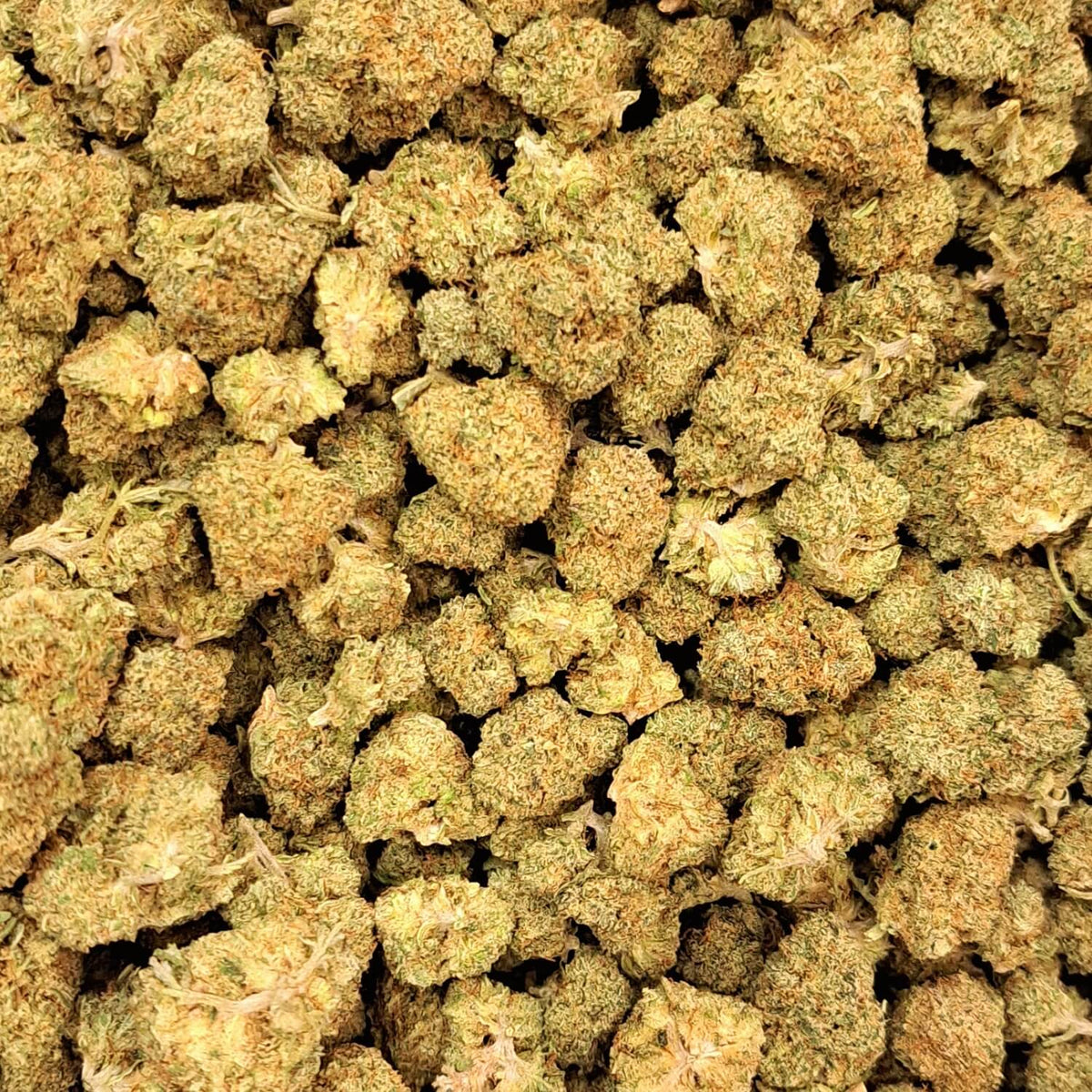 Sweet Mandarine - Small buds - Salvia la pépite verte
