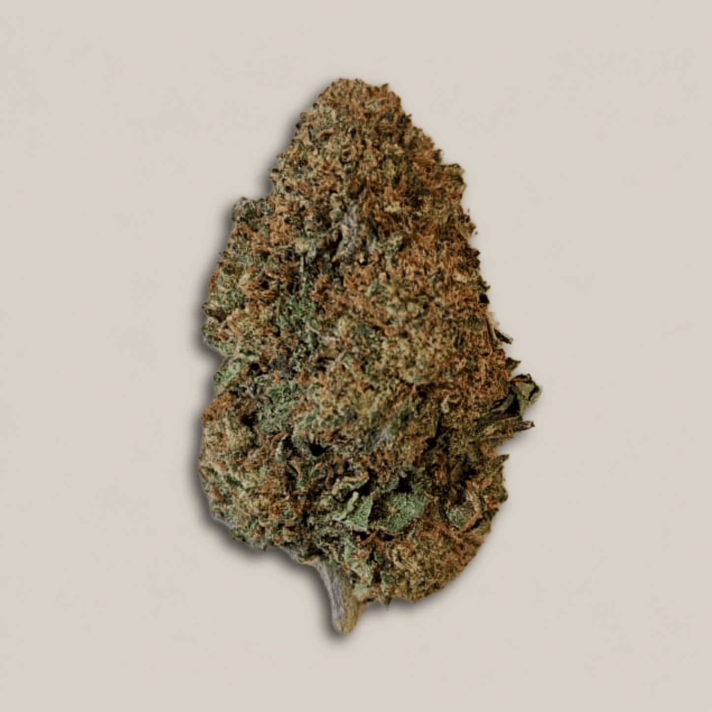 Tropical Ghost - Premium- Salvia la pépite verte