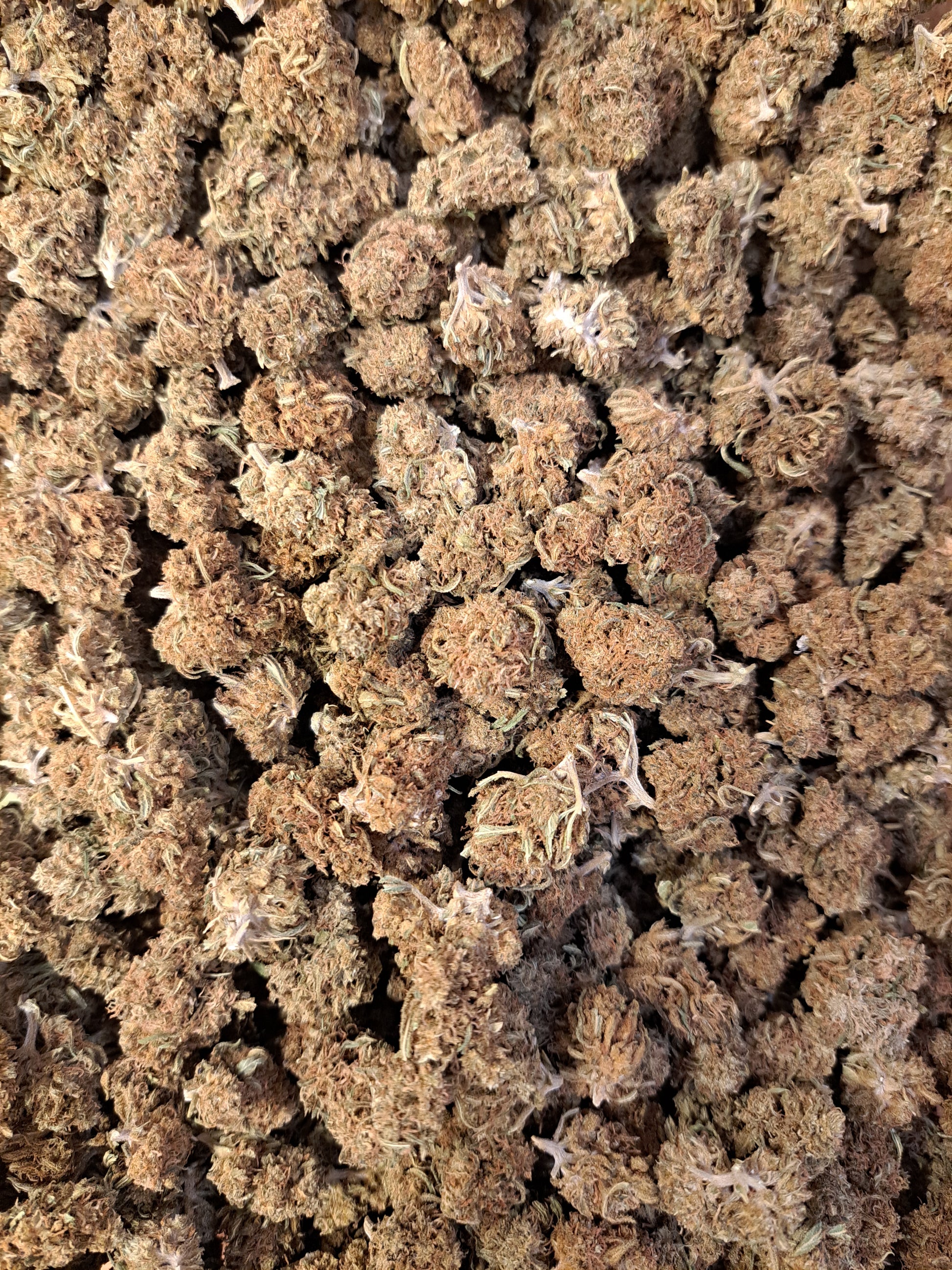 Wedding Cake - Small buds - Salvia la pépite verte