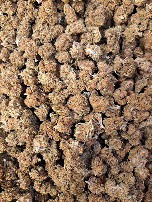 Wedding Cake - Small buds - Salvia la pépite verte